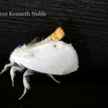 yellow-tail (Euproctis similis) Kenneth Noble